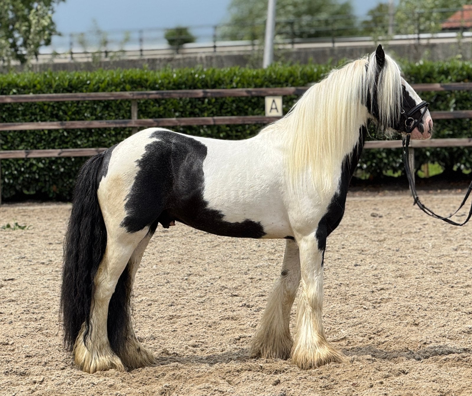 Lieve en brave 8 jarige tinker ruin, Dieren en Toebehoren, Pony's, Ruin, Zadelmak, C pony (1.27m tot 1.37m), Recreatiepony, 7 tot 10 jaar