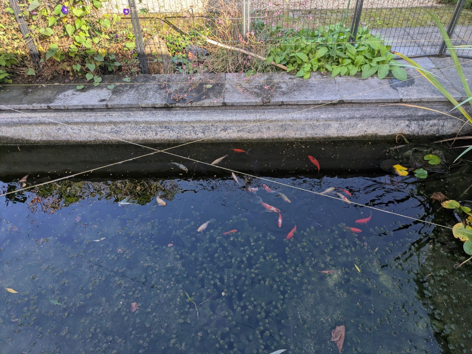 grote en kleine mooie zwarte vissen, Dieren en Toebehoren, Goudvis(sen)