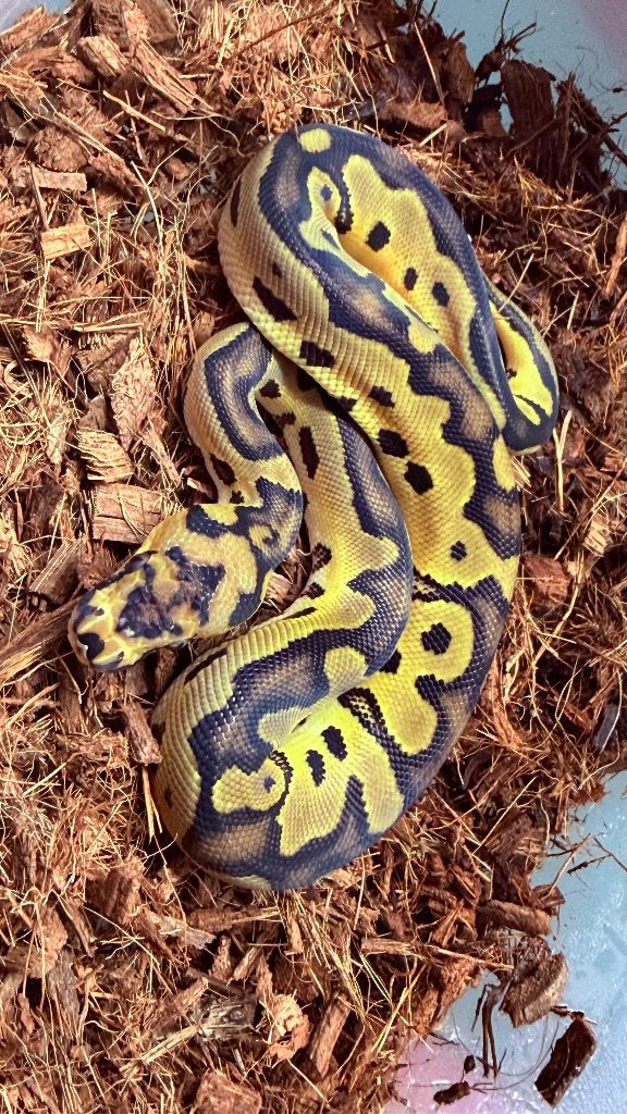Verschillende ball pythons te koop Ball Python photo 6