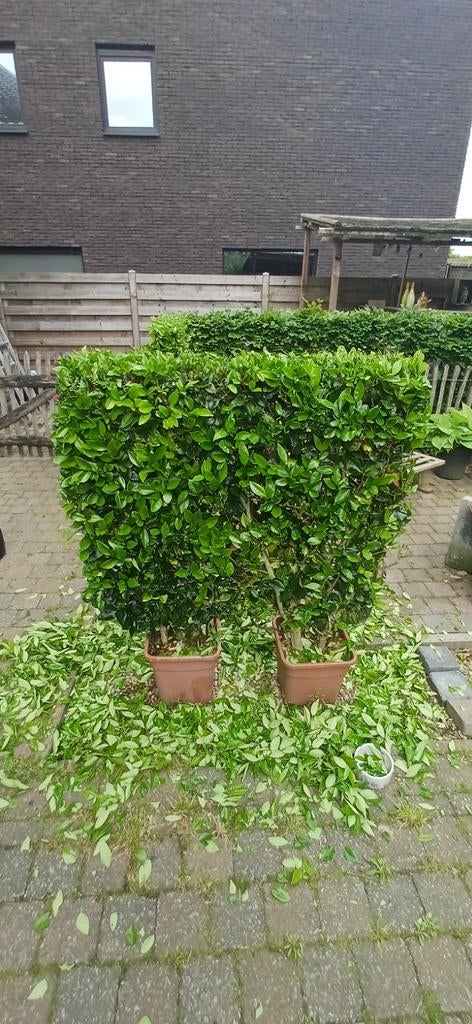 Laurus / laurierhaag in pot met metalen frame – ideale groen, Tuin en Terras, Ophalen