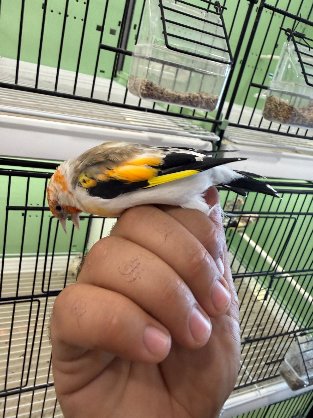 chardonneret, Animaux & Accessoires, Bagué