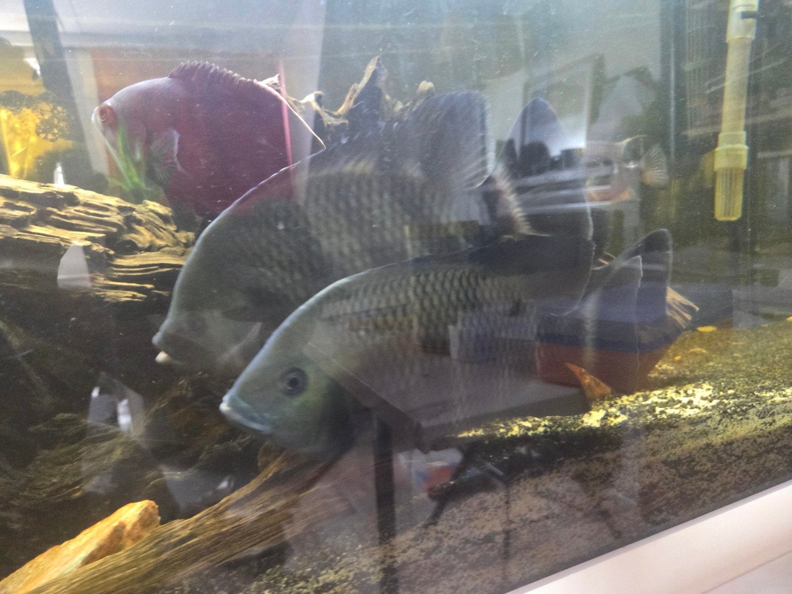 3x tilapia buttkoferi vissen tekoop, Vis, Zoetwatervis