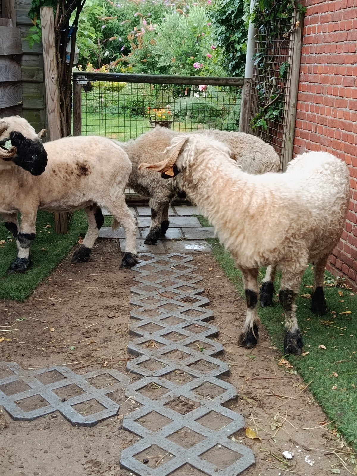 Joli trio de moutons Wallisser Schwarznase, Animaux & Accessoires, Moutons, Chèvres & Cochons