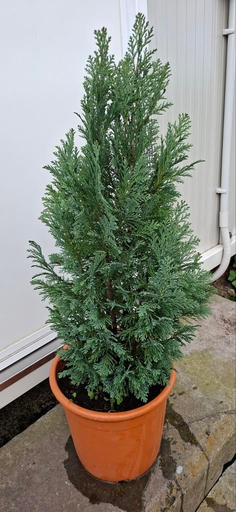 Blauwgroene conifeer in pot Hoogte pot + plant 120cm, Tuin en Terras, Ophalen, Conifeer