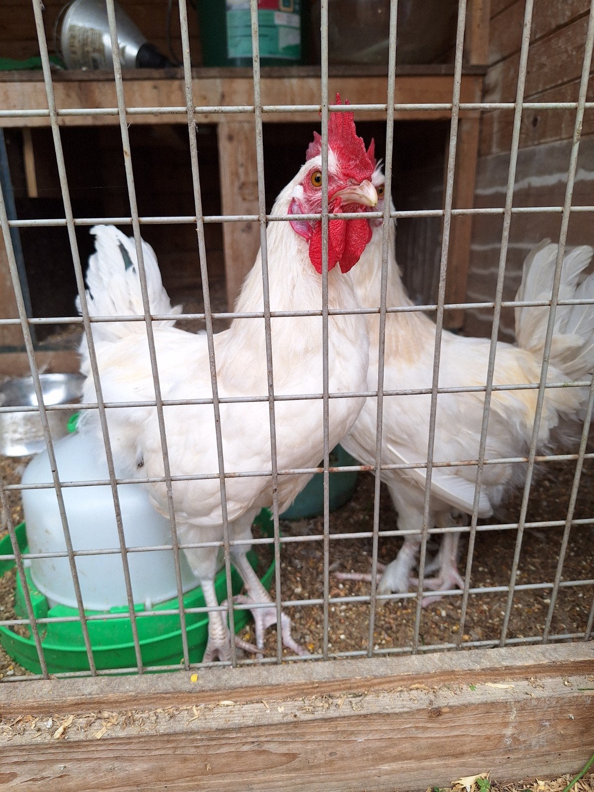 2 mooie tamme hanen, Mâle, Poule ou poulet
