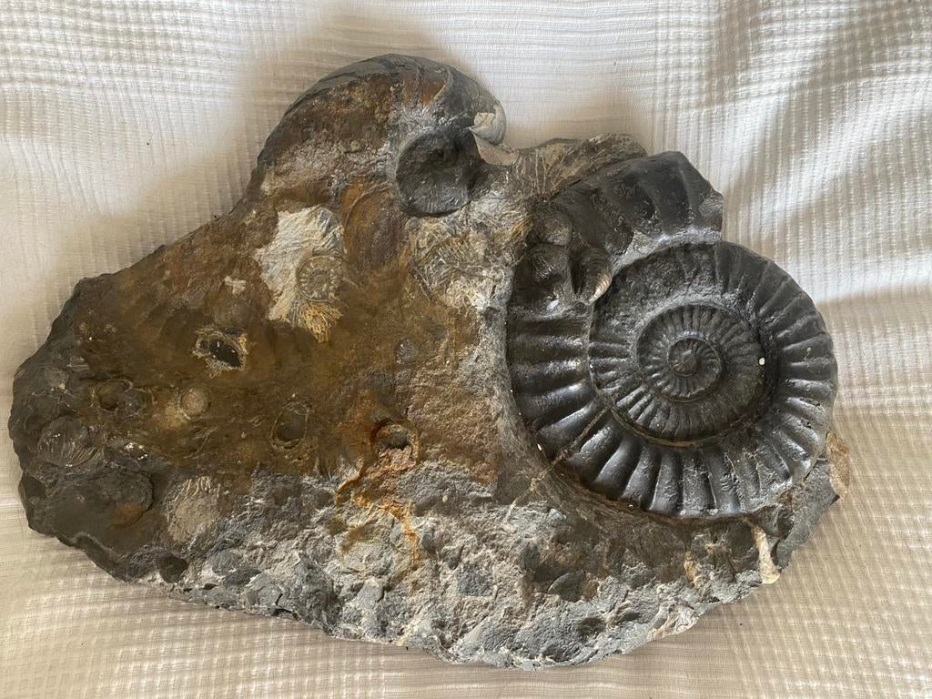 Morceau d'ammonite lourd, Enlèvement, Fossile