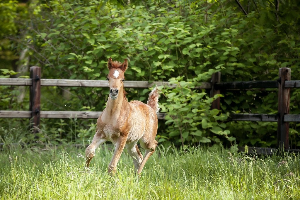 Arabisch volbloed hengstje, Dieren en Toebehoren, Hengst, Met stamboom, 0 tot 2 jaar