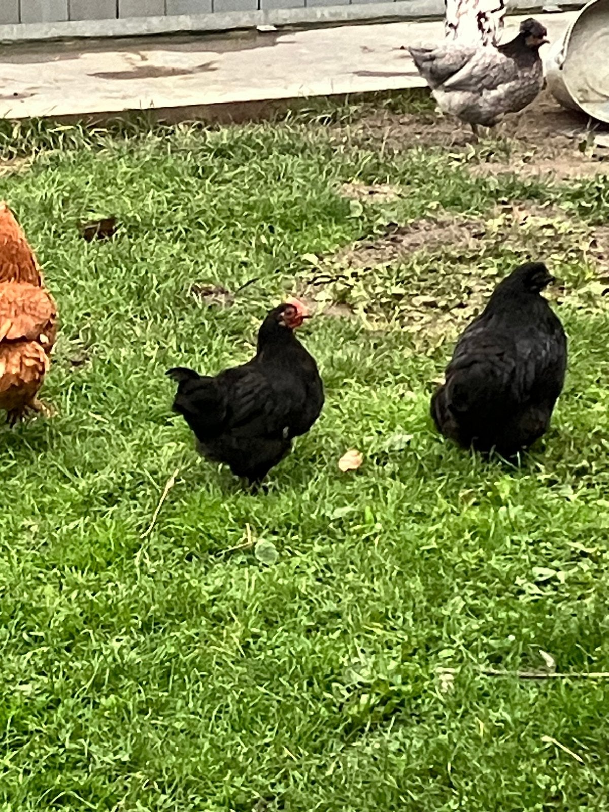 Kuikentje te geef, Dieren en Toebehoren, Mannelijk, Kip