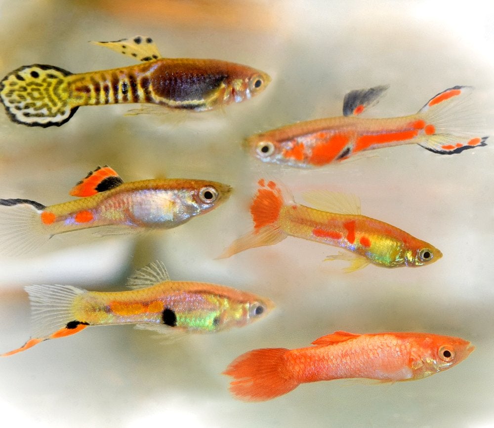 ENDLER GUPPY, Vis, Zoetwatervis, Schoolvis