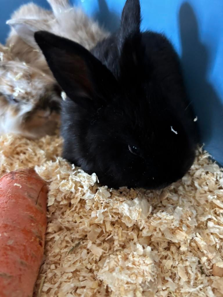 Baby Hangoor konijntjes nog 2 broertjes  !25€ voor beide, Dieren en Toebehoren, Konijnen, Mannelijk, Klein, Hangoor, 0 tot 2 jaar
