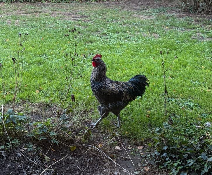 Prachtige mechelse cemani, Dieren en Toebehoren