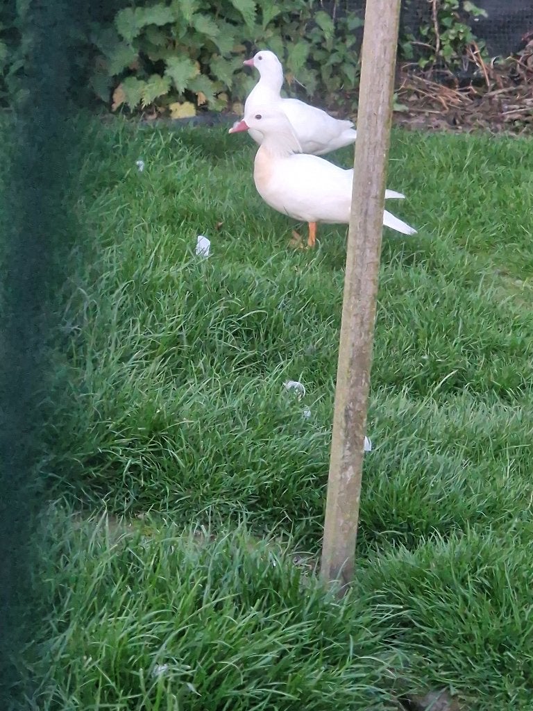 Witte mandarijn eenden, Canard