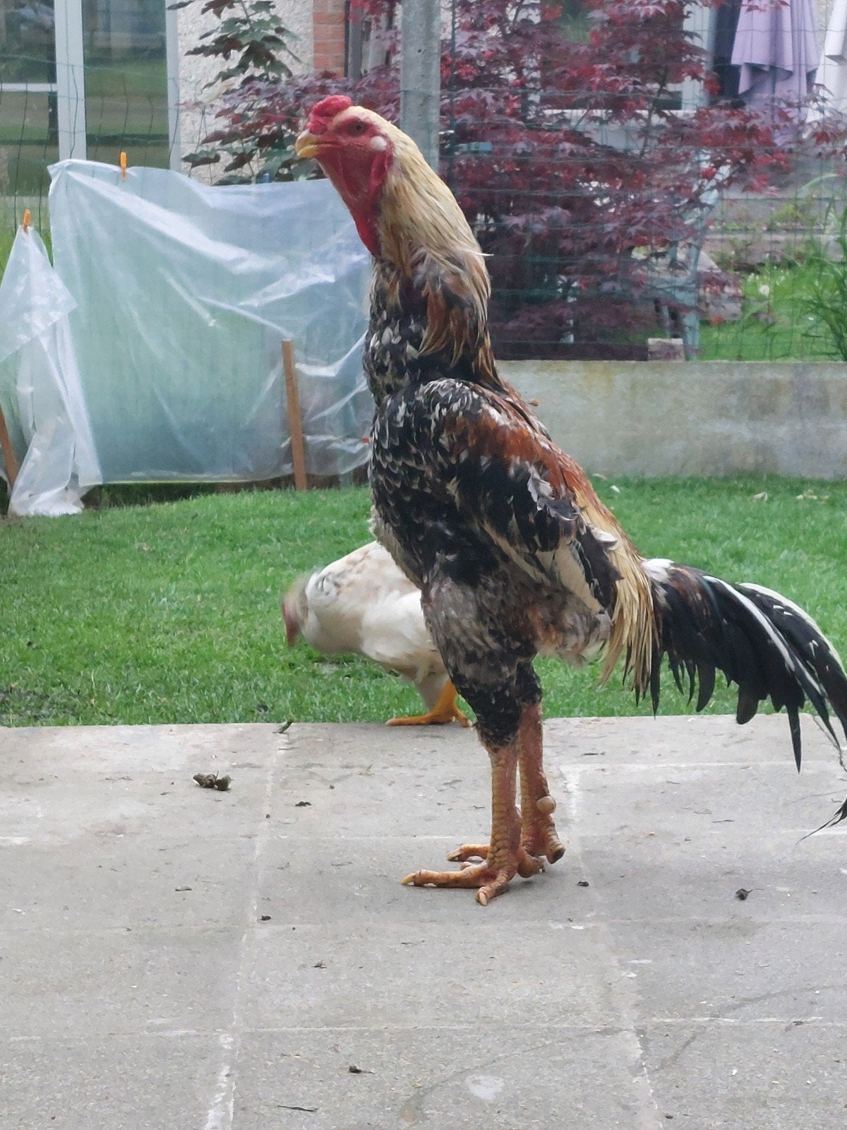 o shamo en wit tarwe hen pas aan het legen en haan is 2j, Plusieurs animaux, Poule ou poulet