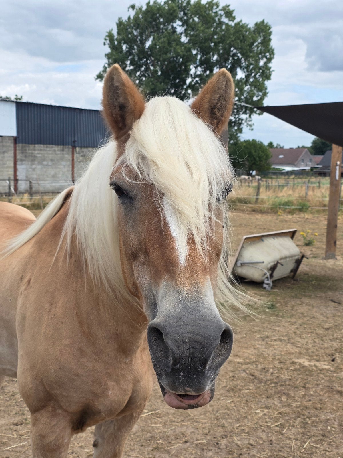 Veelzijdige haflinger merrie (voor de kar en onder zadel), Merrie, M