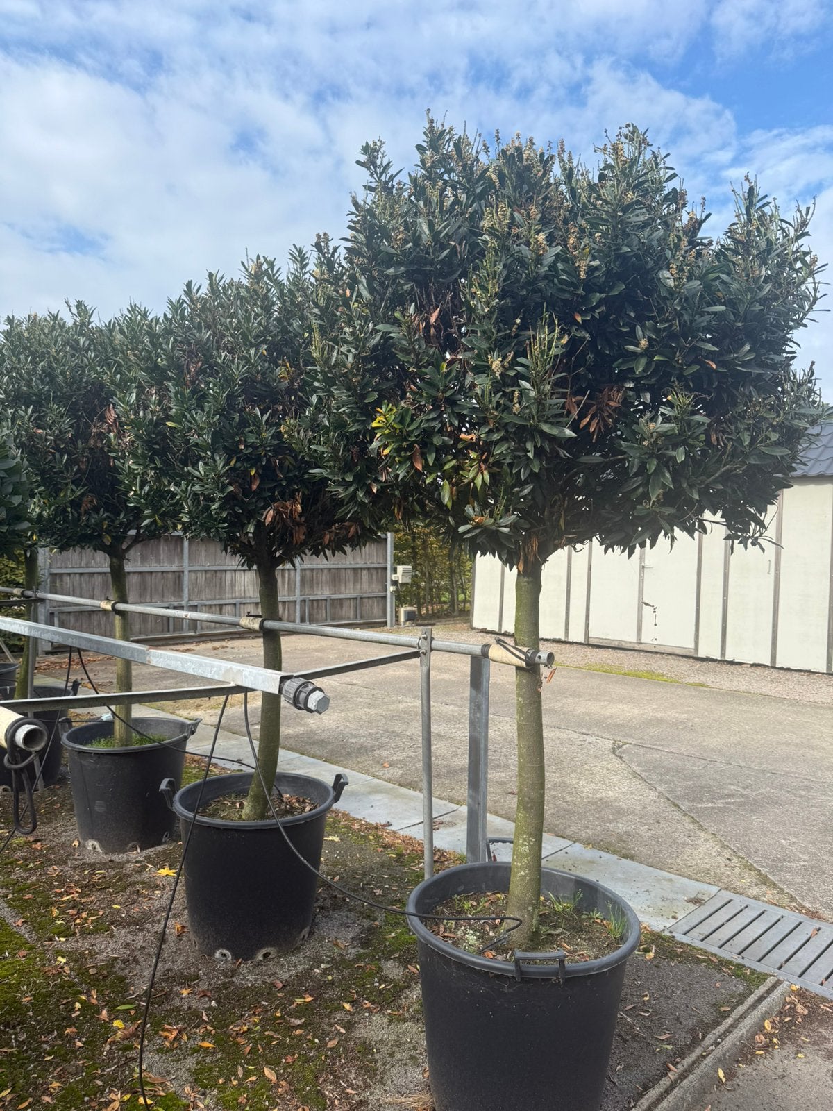 Laurier bol op stam/ prunus gaio, Ophalen