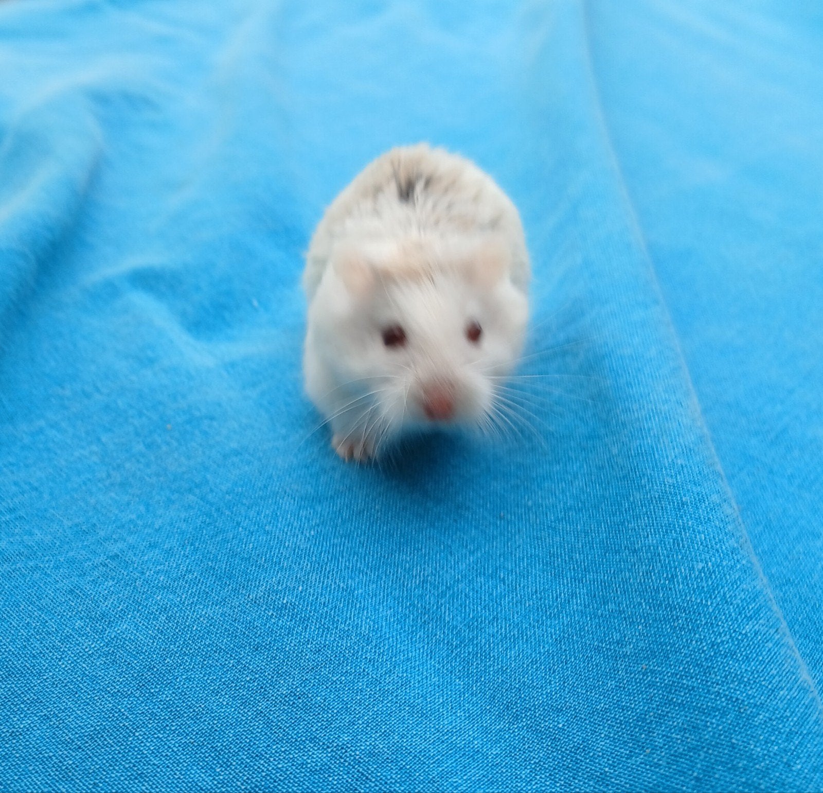 gratis hamstertje, Dieren en Toebehoren, April, Vrouwelijk, Hamster