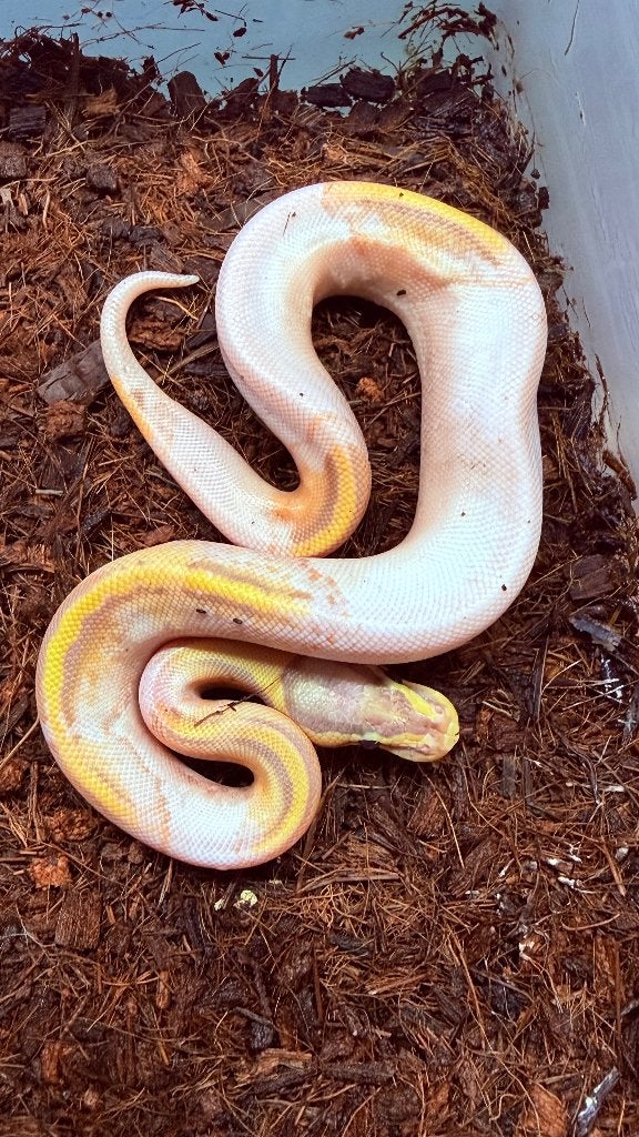 Verschillende ball pythons te koop Ball Python photo 13