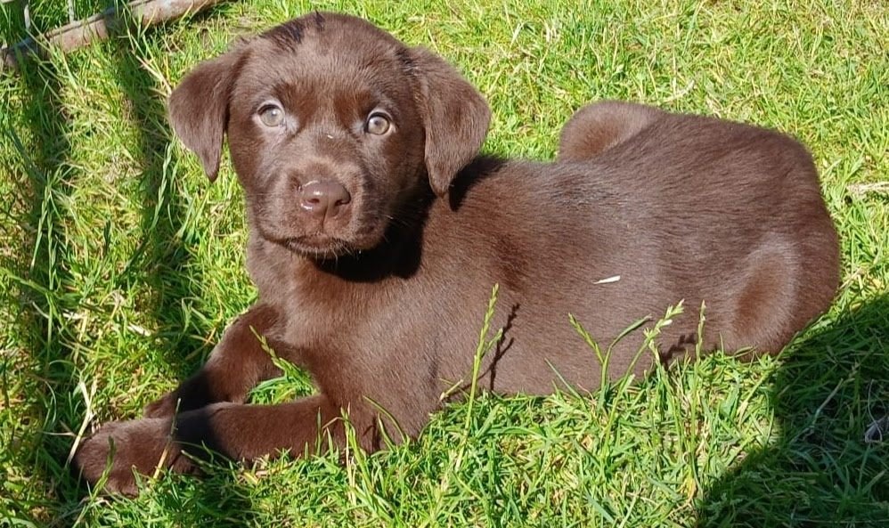 Chocolade labrador pups, Dieren en Toebehoren, Honden | Retrievers, Spaniëls en Waterhonden, Meerdere dieren, Labrador retriever