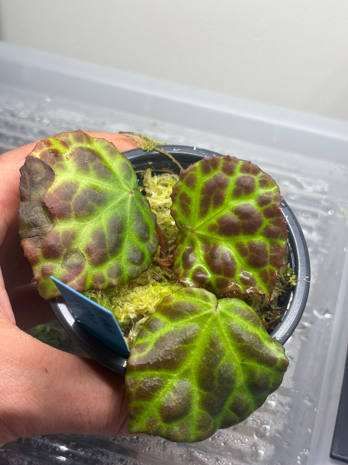 Begonia rajah, Animaux & Accessoires, Enlèvement ou Envoi, Neuf, Branche, Plante, Roche ou Pierre