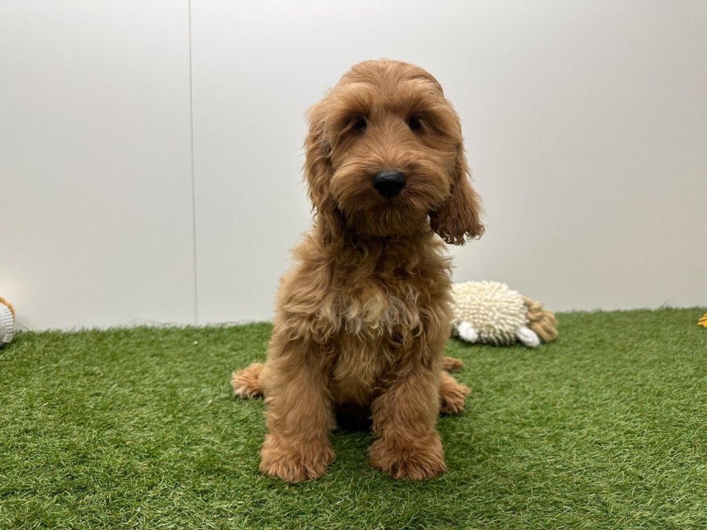Chiots Cockapoo (F1), Maladie de Carré (chiens), Autres races, Plusieurs, Belgique