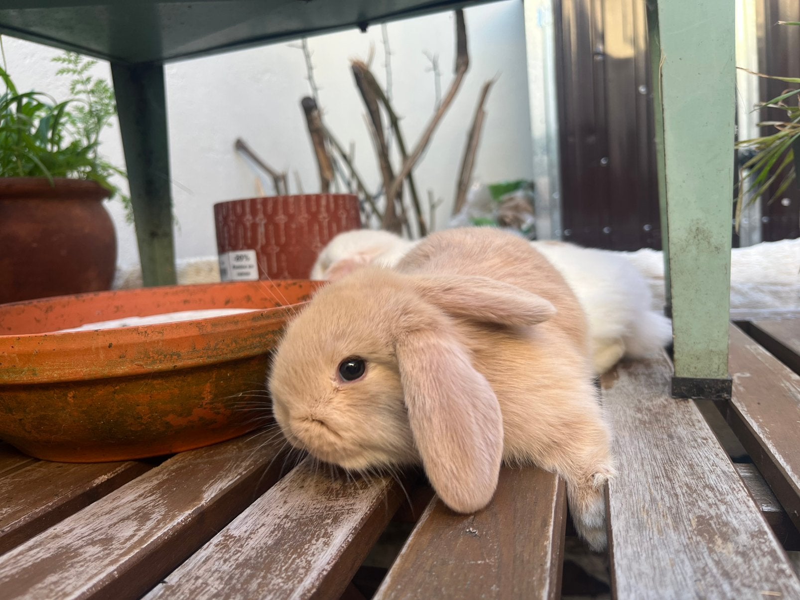 Nederlandse hangoordwergjes, Dieren en Toebehoren