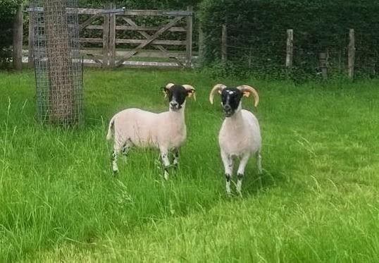 Scottish Blackface jaarling ooi, Femelle, Mouton, 0 à 2 ans