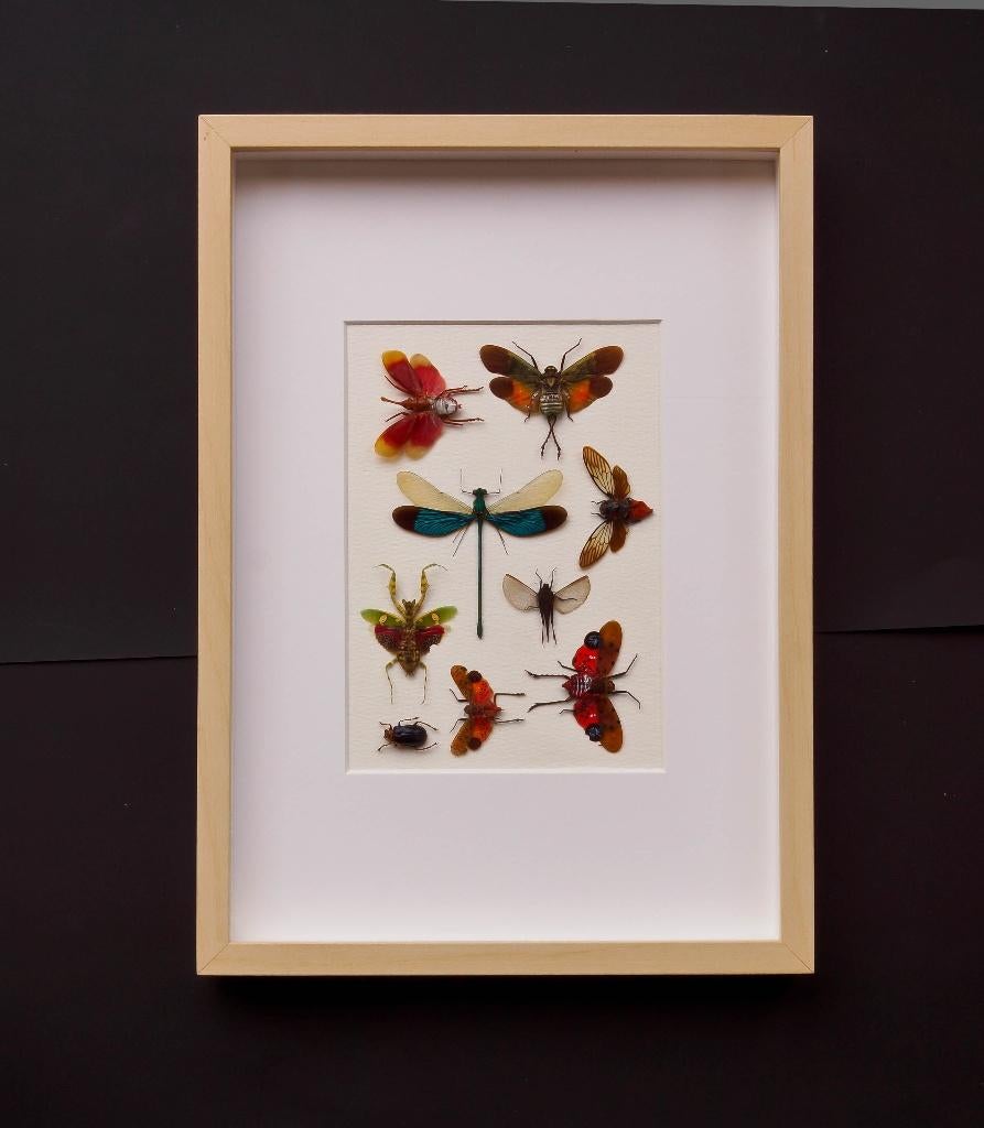 kader met gemixte insecten, Ophalen of Verzenden, Nieuw, Insect, Opgezet dier