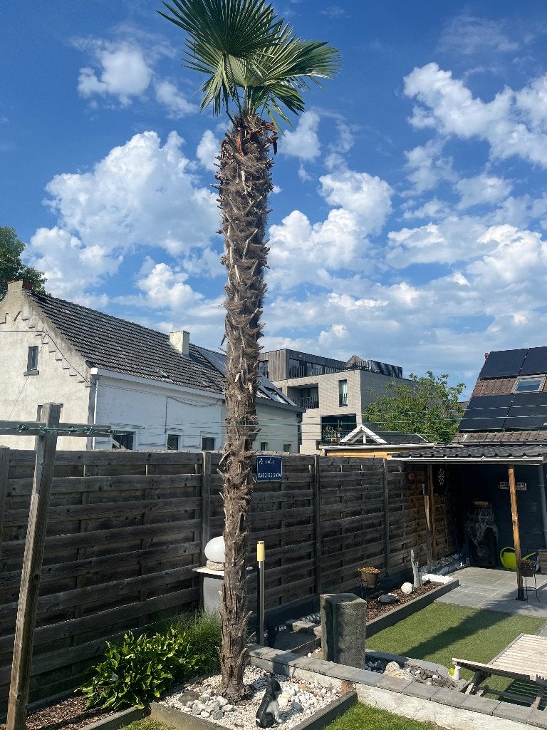 Mooie grote palmboom, Vaste plant, Halfschaduw, Zomer, Ophalen