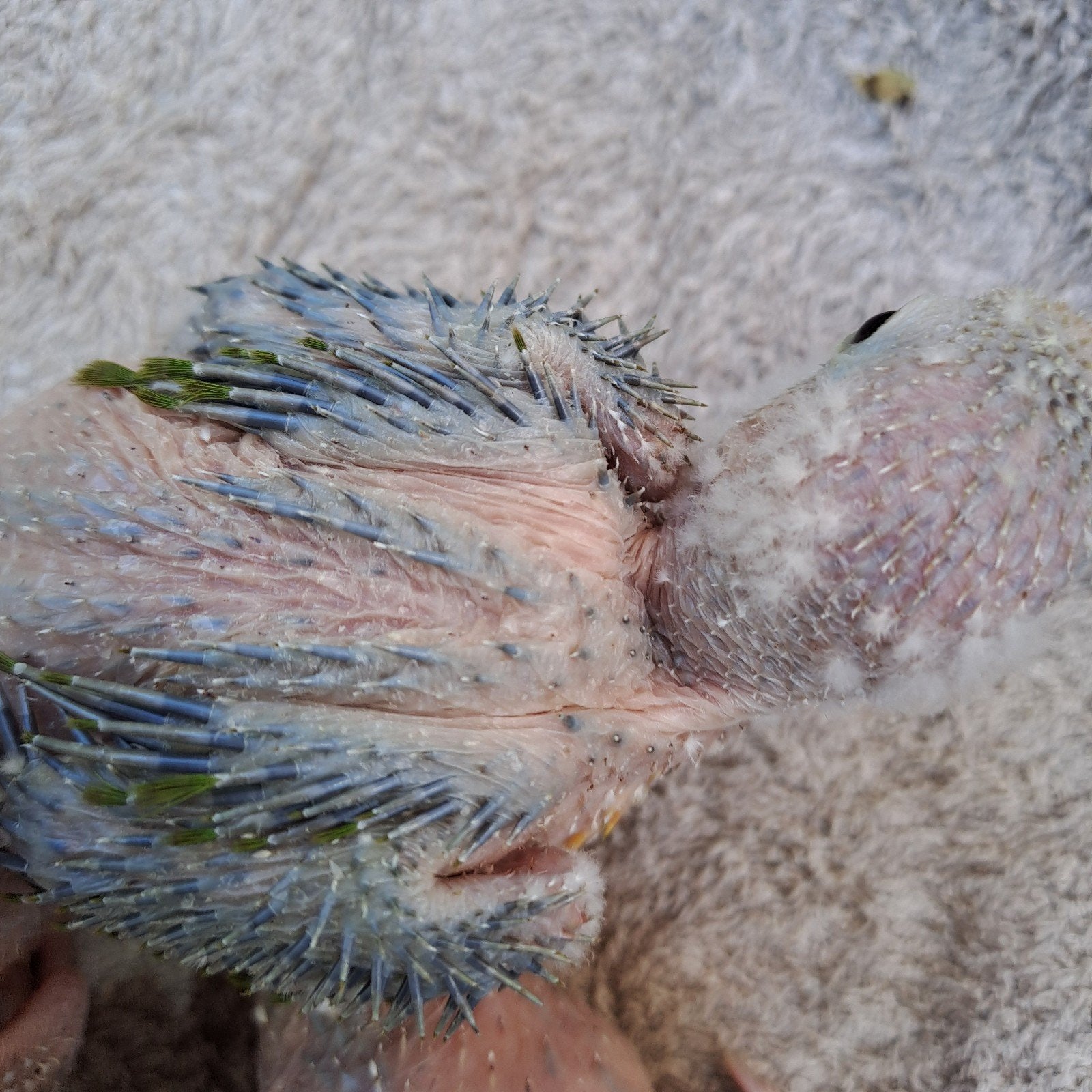 Jonge pyhurra, Dieren en Toebehoren, Vogels | Parkieten en Papegaaien, Geslacht onbekend, Papegaai, Geringd