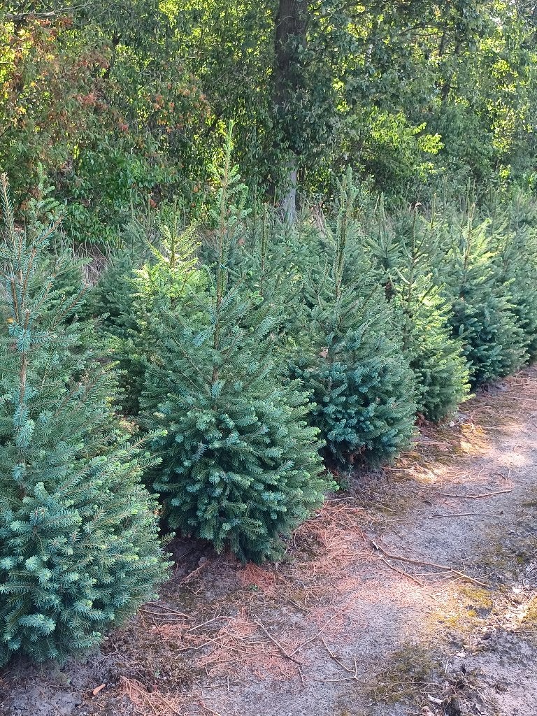 Kerstbomen Pïcea Omorika 125/150 cm, Tuin en Terras, Planten | Bomen, Ophalen, Overige soorten, 100 tot 250 cm