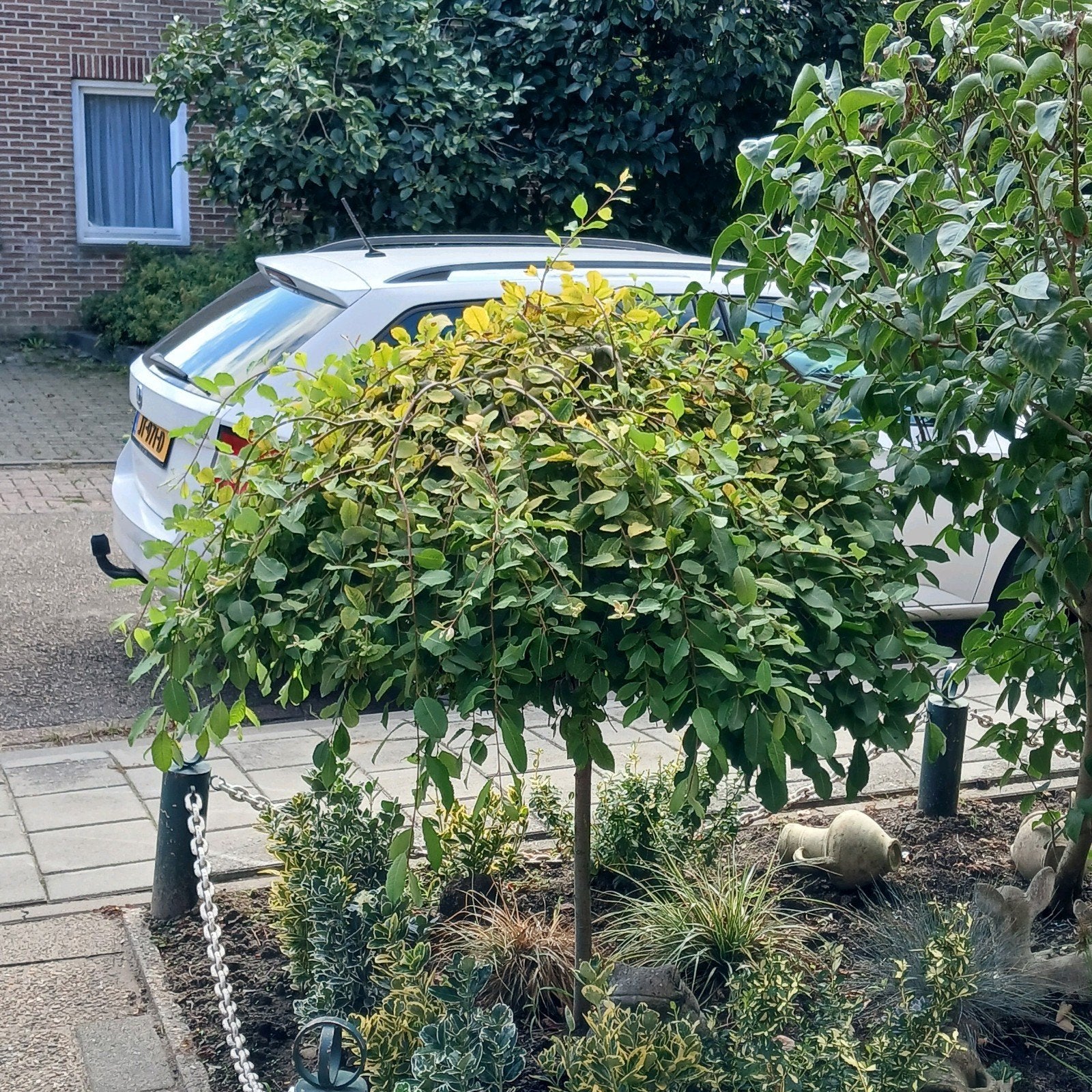 gratis boompje, Tuin en Terras, Planten | Bomen, Ophalen