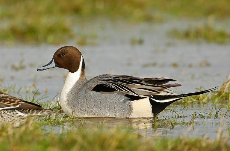 Kweekkoppels siereenden, Canard
