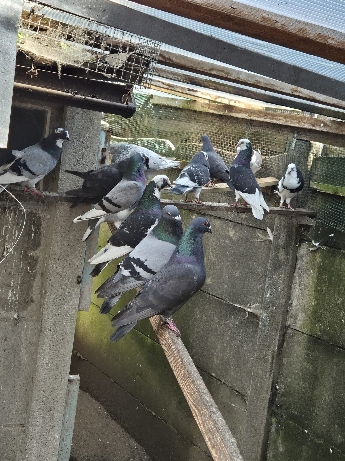 Sierduif kruising Gaditano, Dieren en Toebehoren, Vogels | Duiven