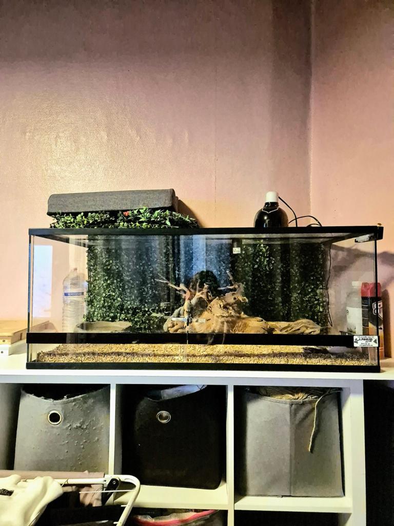 Terrarium tout equiper ( tapis , thermostat ,deco ,dome ...., Enlèvement