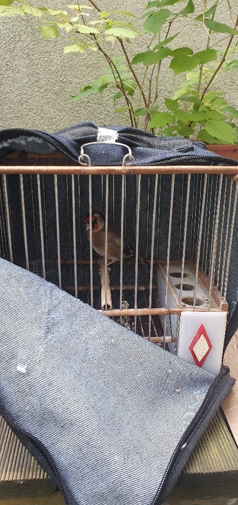 Chardonneret parva, Animaux & Accessoires, Oiseaux | Canaris, Mâle