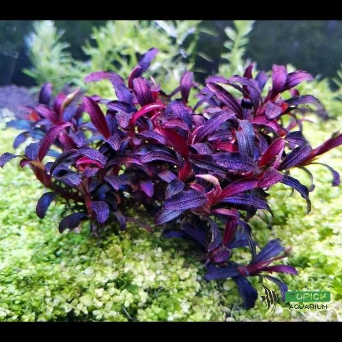 Opzoek naar,  Bucephalandra brownie purple aquariumplanten., Ophalen