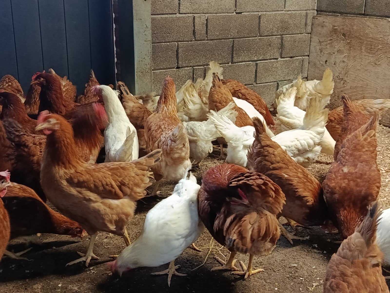jonge Isa brown en leghorns, Dieren en Toebehoren, Kip