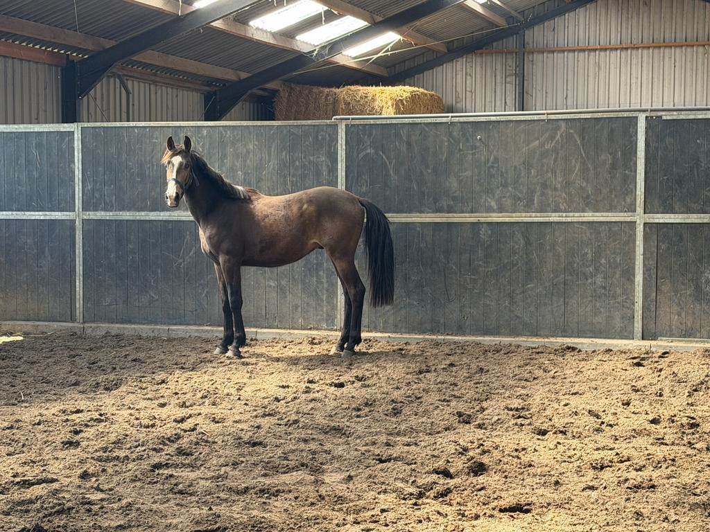Te koop 2 jarige valk, Dieren en Toebehoren, Paarden, Springpaard, Met stamboom, 0 tot 2 jaar, Hengst