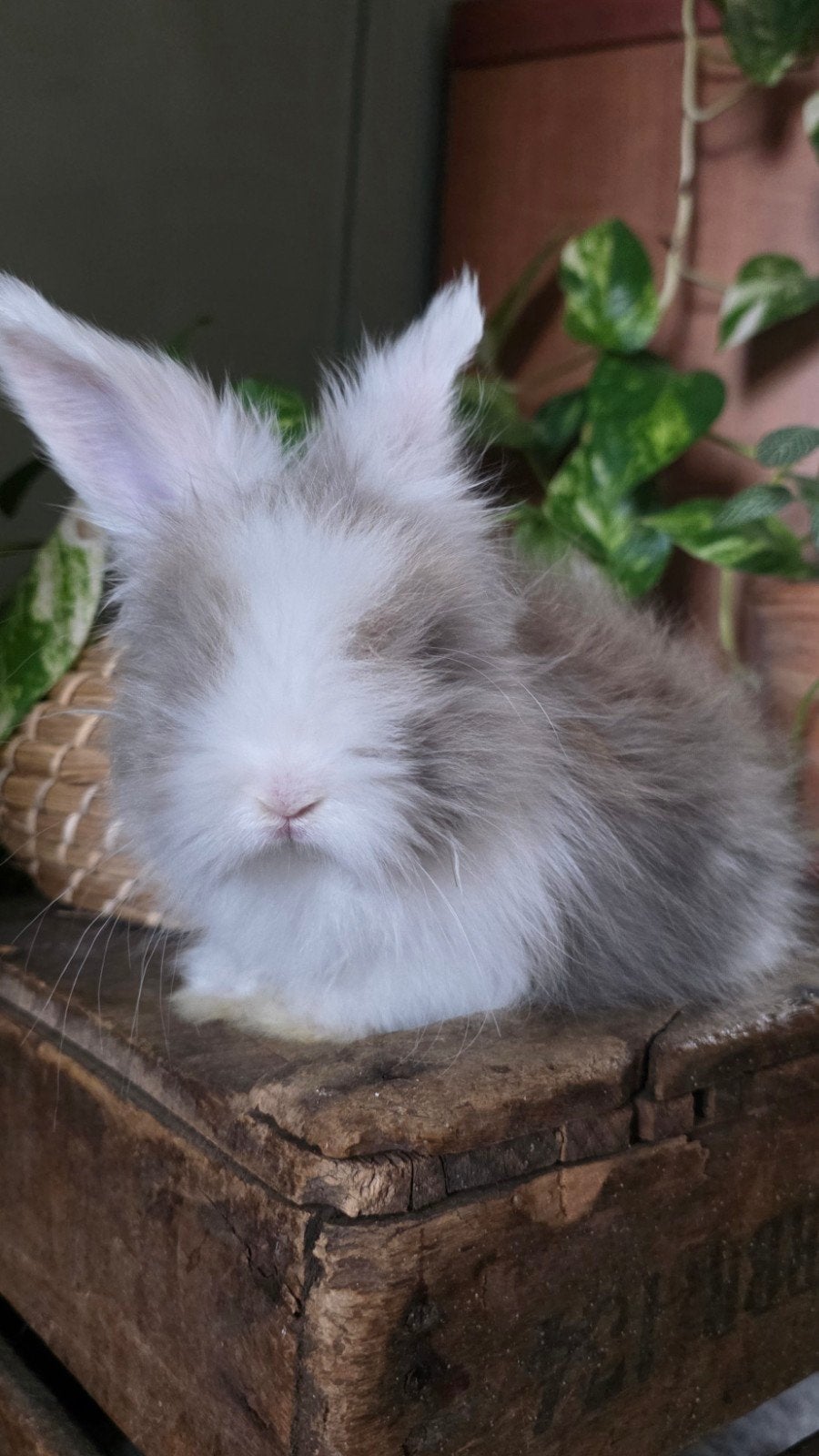 Petite peluche