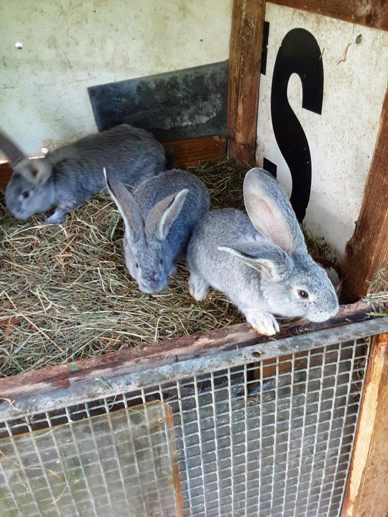 Jonge vlaamse reuzen, Maart, Chinchilla