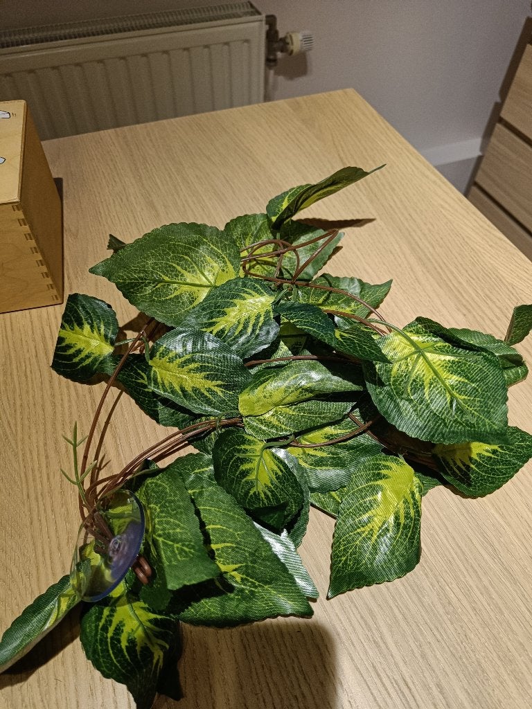 Gratis Nieuw Terrarium hang plant, Dieren en Toebehoren, Ophalen, Nieuw, Tak, Plant, Rots of Steen