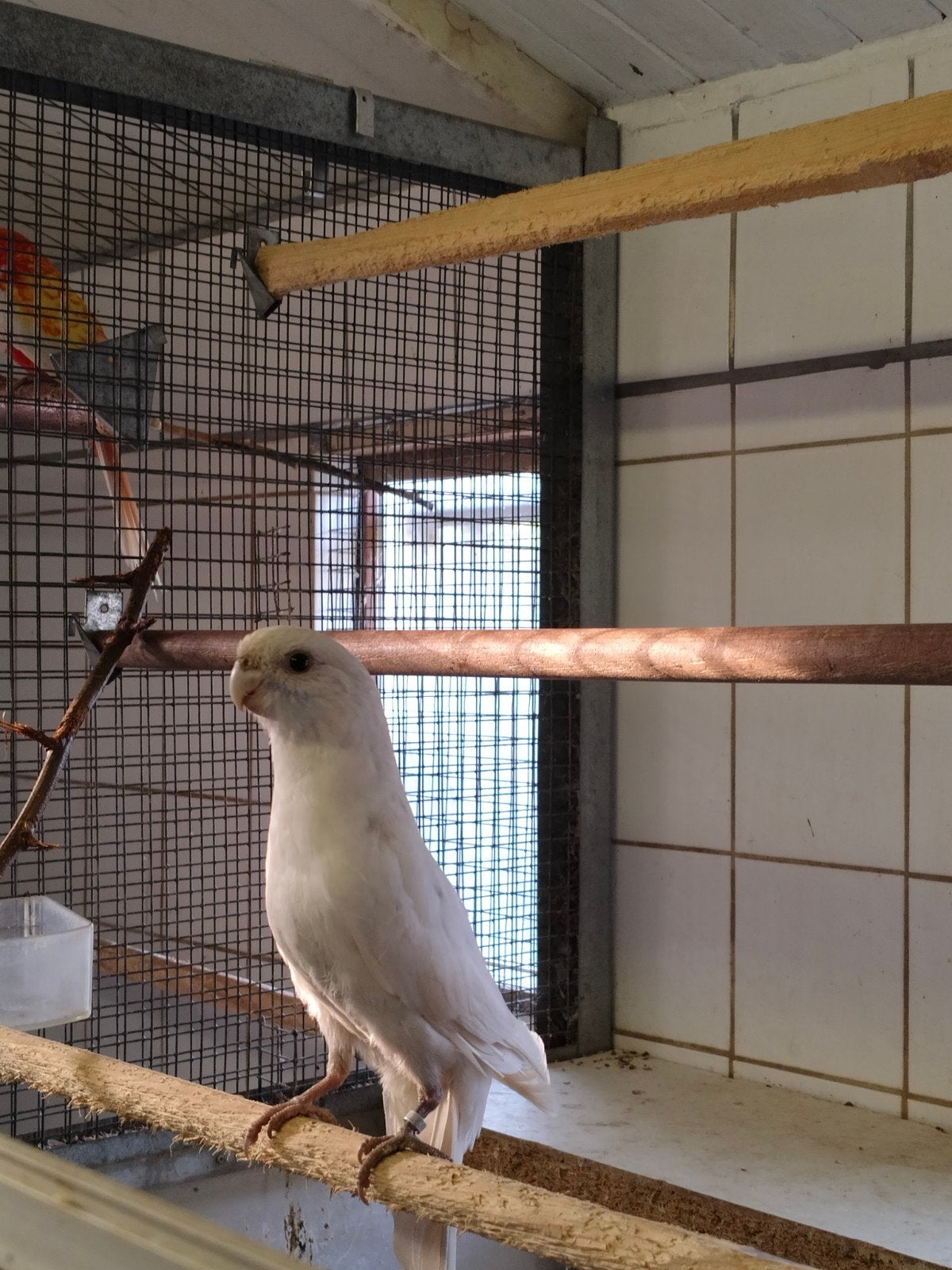 witte pennant rosellas, Dieren en Toebehoren
