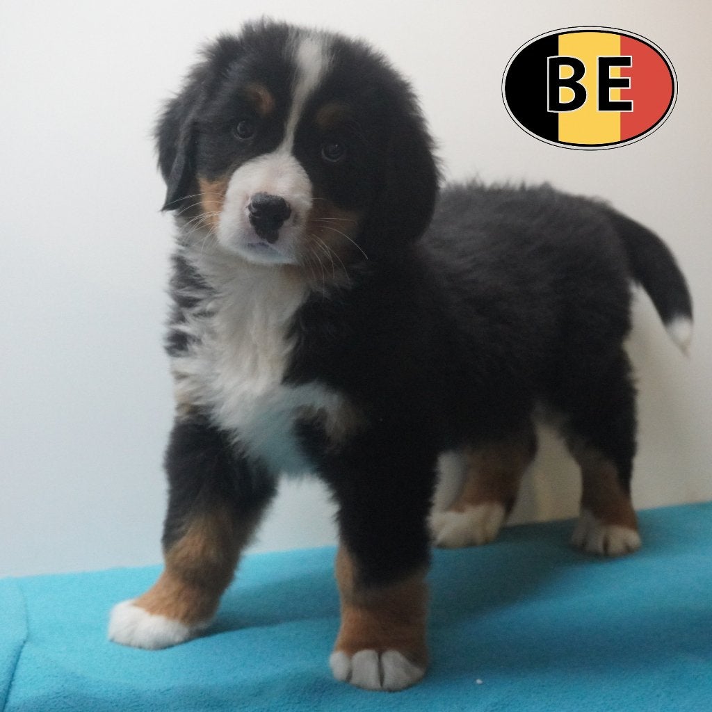 Chiots Bouvier Bernois à vendre – Douceur et majesté, Commerçant, Swiss mountain, 8 à 15 semaines, Plusieurs