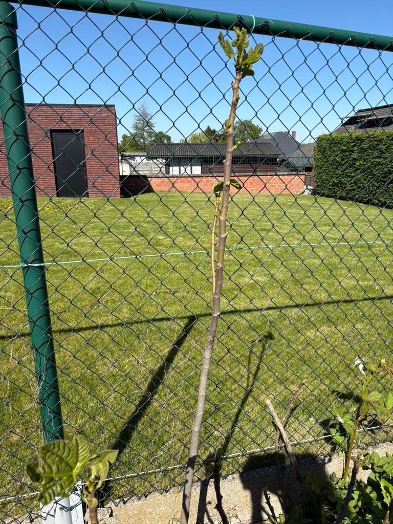 Winterhard vijgenboom 3 jaar, Ophalen, In pot, Volle zon, 100 tot 250 cm