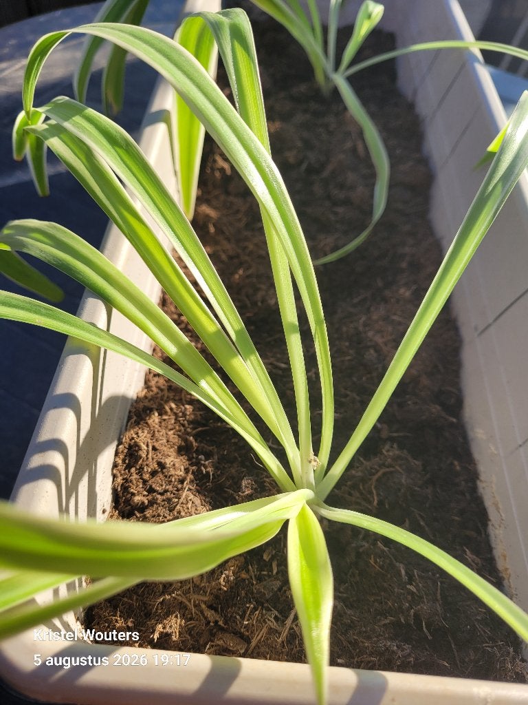 Gratis plantjes, Enlèvement
