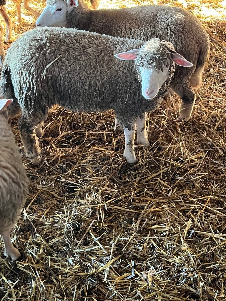 Moutons, Vrouwelijk, Schaap, 0 tot 2 jaar