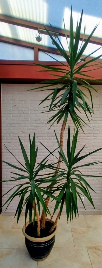 Mooie Yucca 3 m hoog, En pot, Enlèvement, 200 cm ou plus, Yucca