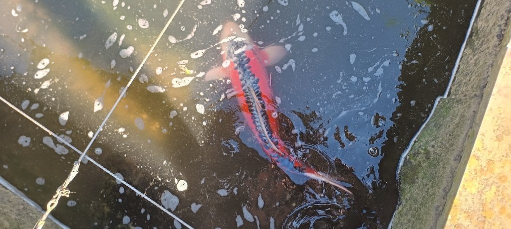 4 Japanse koi te koop 250€/stuk + 2 Europese koi's(gratis), Dieren en Toebehoren, Karper of Koi