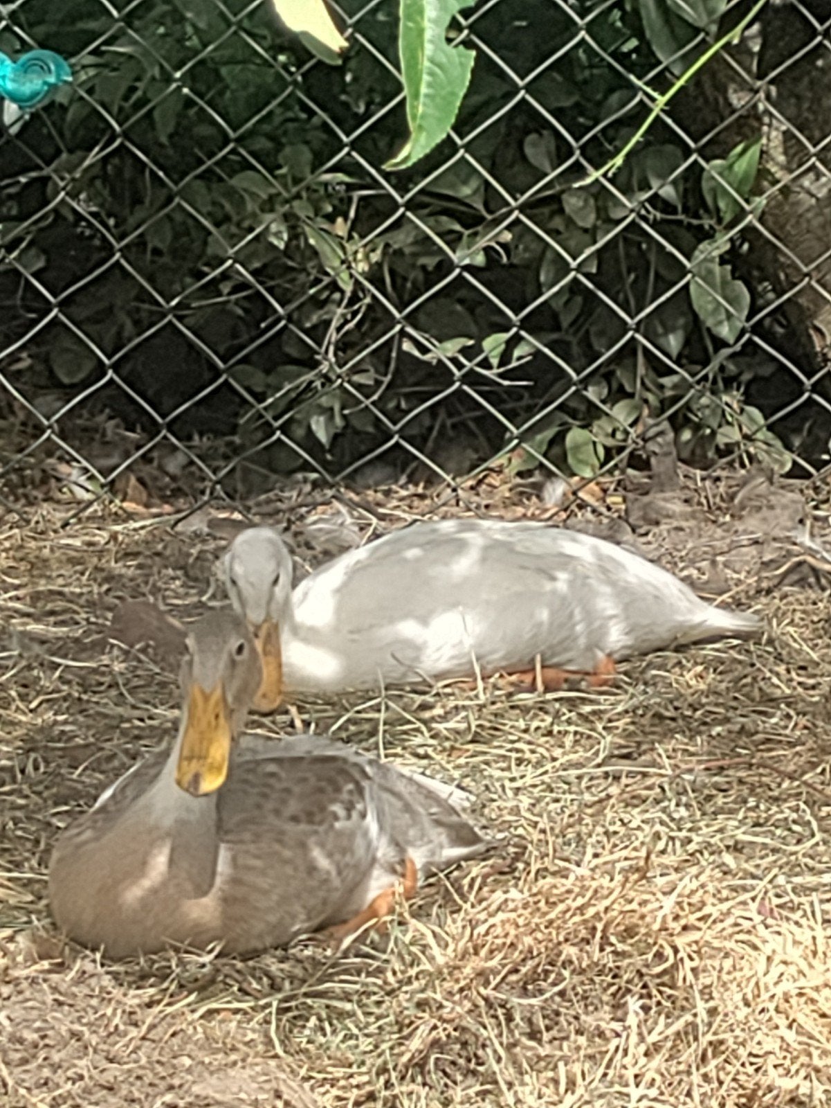 Loopeend, Dieren en Toebehoren, Pluimvee, Meerdere dieren, Eend