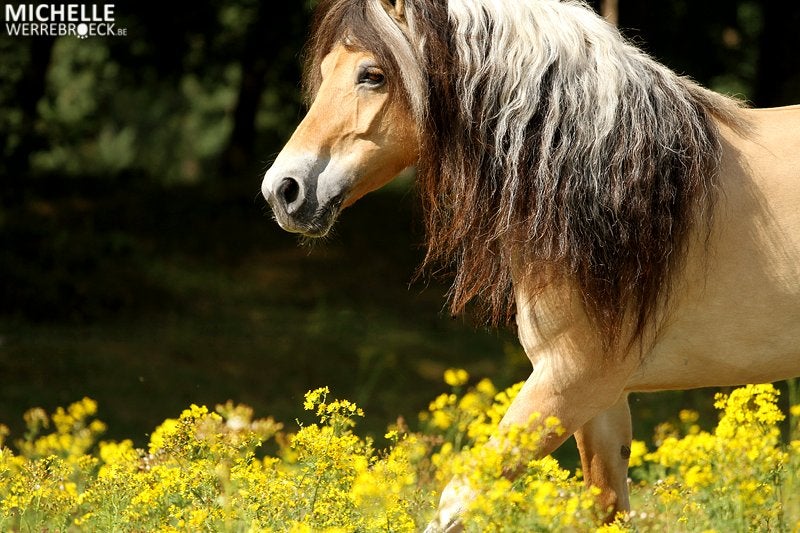 (Ouder) weidemaatje gezocht, Dieren en Toebehoren, Pony's, Merrie, Niet van toepassing, Gechipt, 11 jaar of ouder